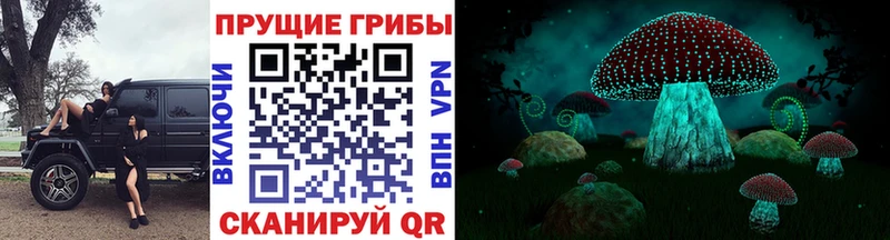 Купить закладки  Новоузенск  Псилоцибиновые грибы мицелий 